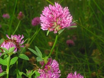 Red-Clover-flower1