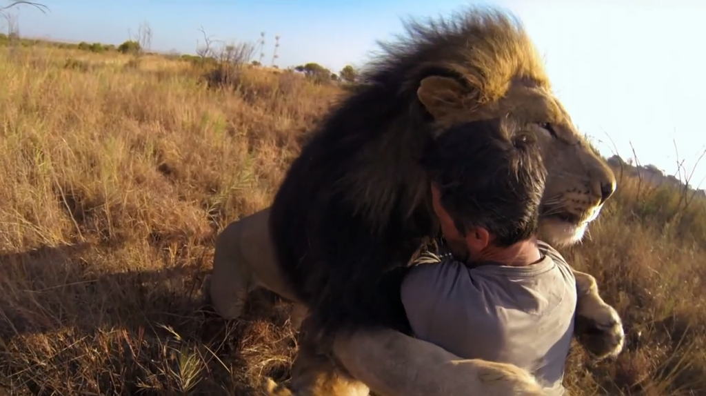 Man hugging lions