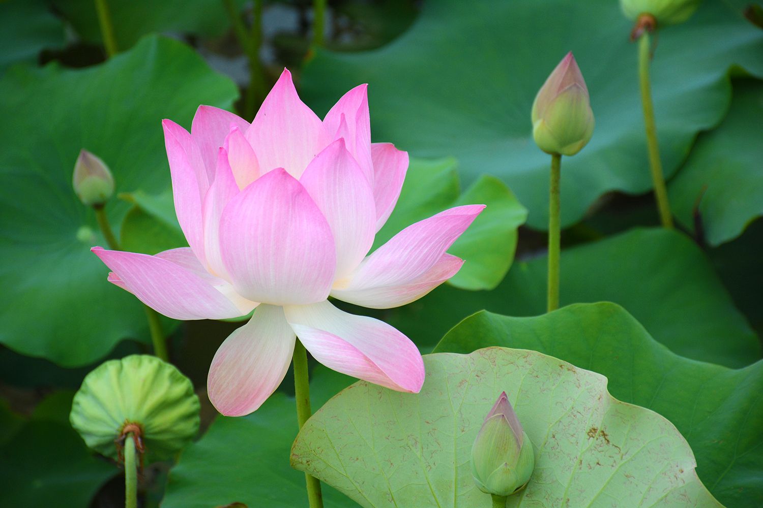 http://lucidpractice.com/wp-content/uploads/2014/07/Lotus-Flower-Cambodia.jpg